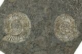 Fossil Ammonite (Dactylioceras) Cluster - Posidonia Shale, Germany #358366-1